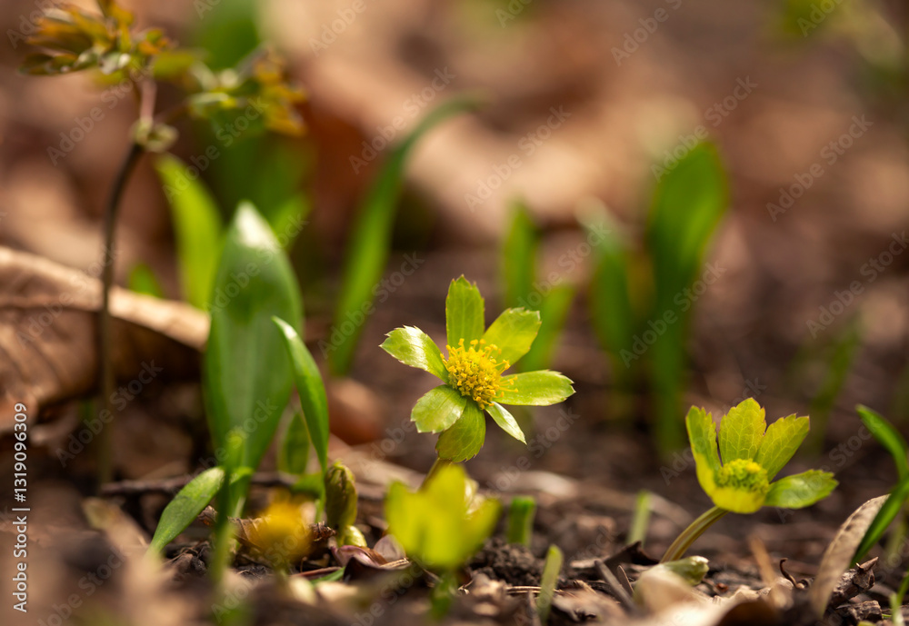 Kwiaty Cieszynianki wiosennej w lesie. ( Sanicula epipactis ) Rezerwat Kopce.