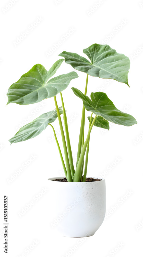 Lush green plant with large leaves in a white pot on a transparent background showcasing vibrant indoor greenery