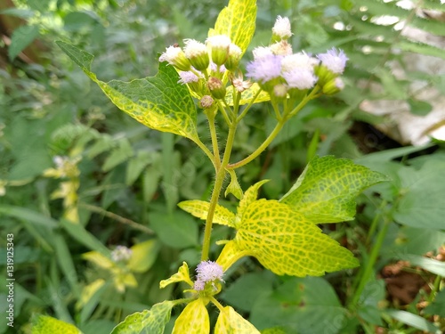 beautiful white flowers with unique patterns in the spring garden