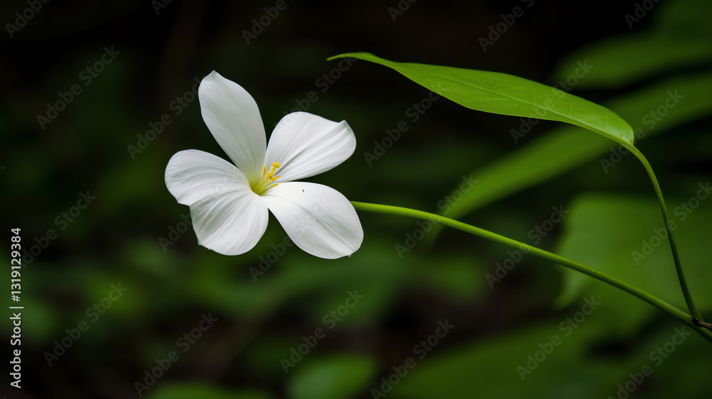 Fototapeta premium Soft Light Blossom