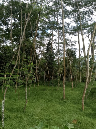 cool forest trees the rainy season