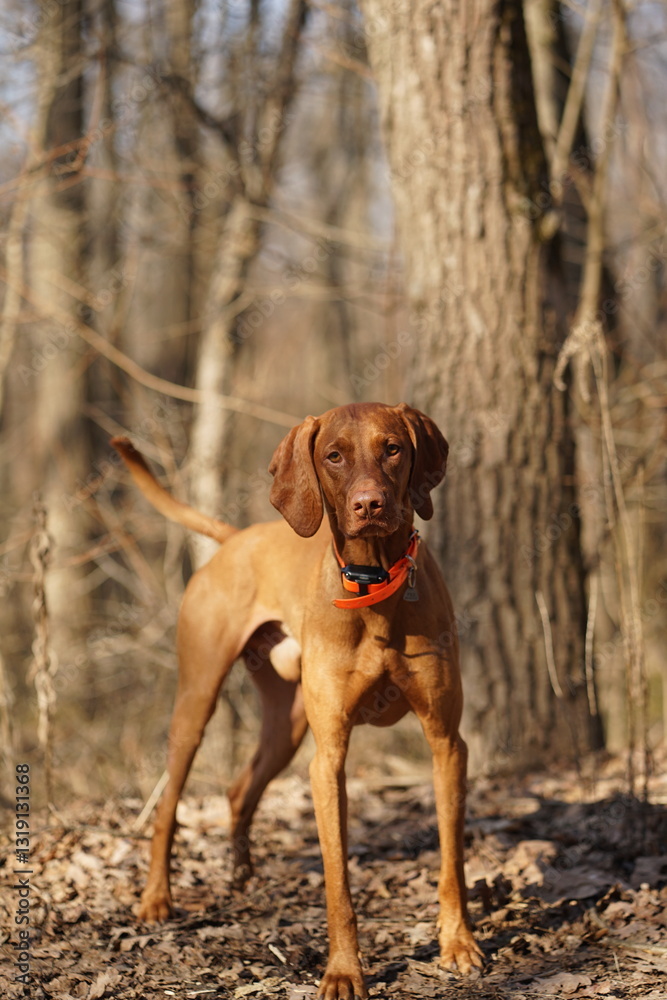 Vizsla dog standing on the ground, blurred forest on the background, looking straight, wearing a collar Vizsla dog standing on the ground, blurred forest on the background, looking straight, wearing a collar