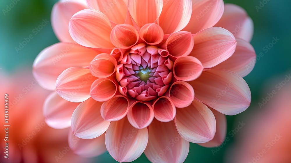 Fototapeta premium Symmetrical pink dahlia blooms in extreme macro focus showing coral-to-rose gradients against blurred greenery, capturing delicate petal textures through botanical photography with vivid colors. 