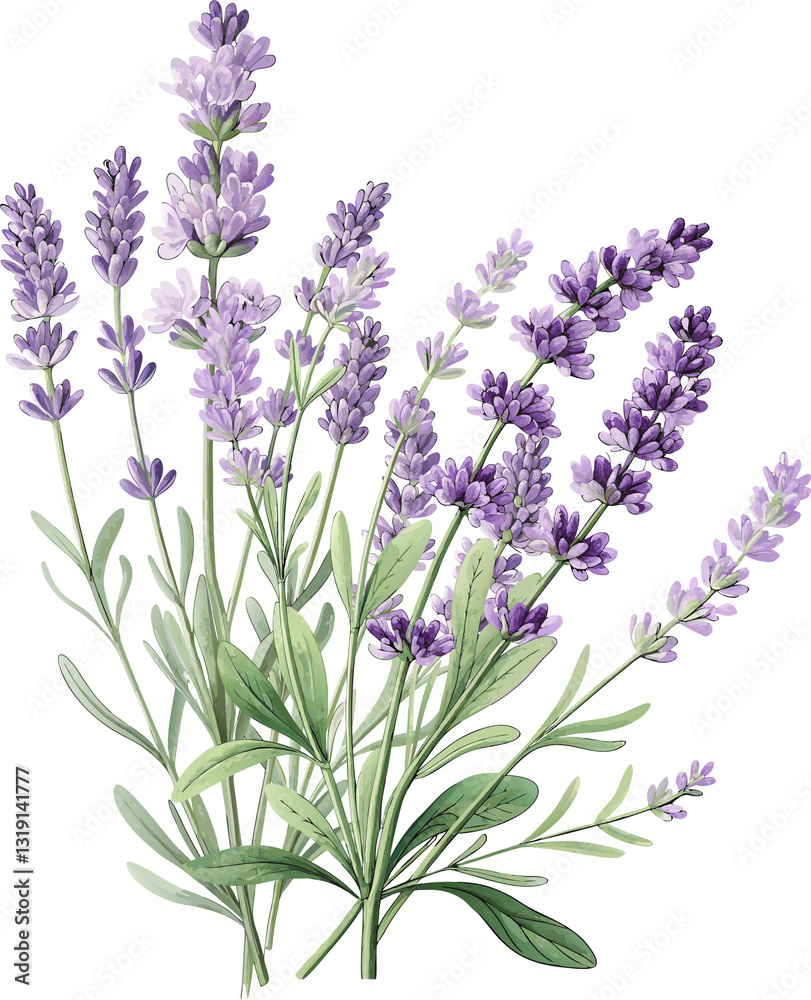 Naklejka premium bunch of lavender