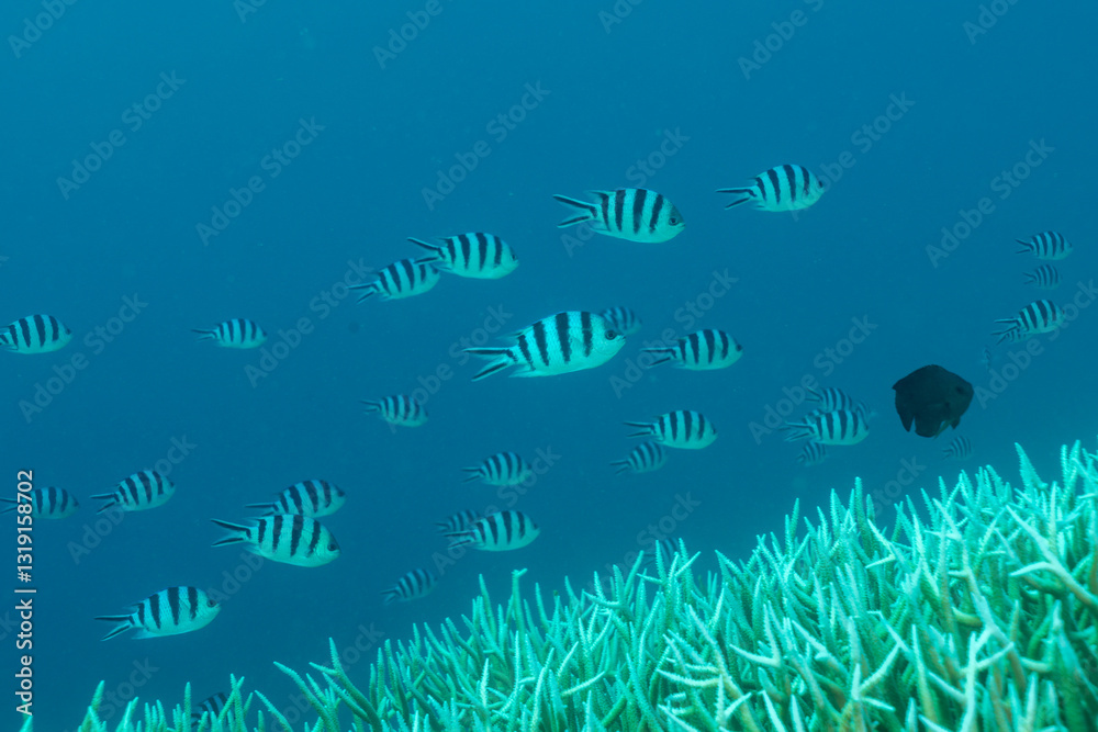 Naklejka premium ロクセンスズメダイ群れ 小笠原