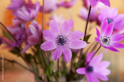 A bouquet of anemones in a vase in a house in Arta