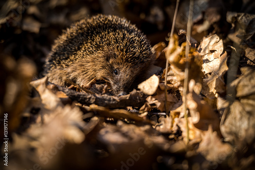 hedgehog in leaves in spring