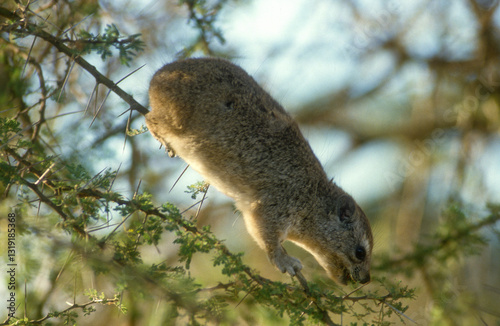 Daman des arbres,  Dendrohyrax arboreus, Kenya