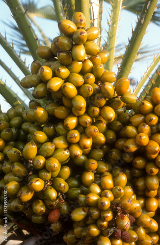 Fototapeta Naklejka Na Ścianę i Meble -  Phoenix dactylifera,.Dattier, Palmier dattier