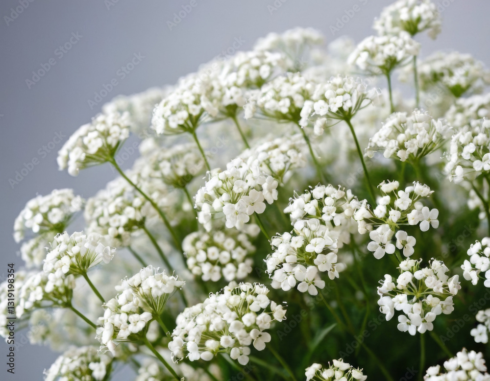 Abstract floral frame background. White gentle Gypsophila flowers for product presentation, greeting, invitation cards Abstract floral frame background. White gentle Gypsophila flowers for product presentation, greeting, invitation cards