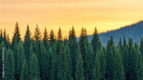 Majestic Evergreen Forest Sunset Gold Valley Nature Photography Tranquil Landscape Wide Angle Serene Wilderness