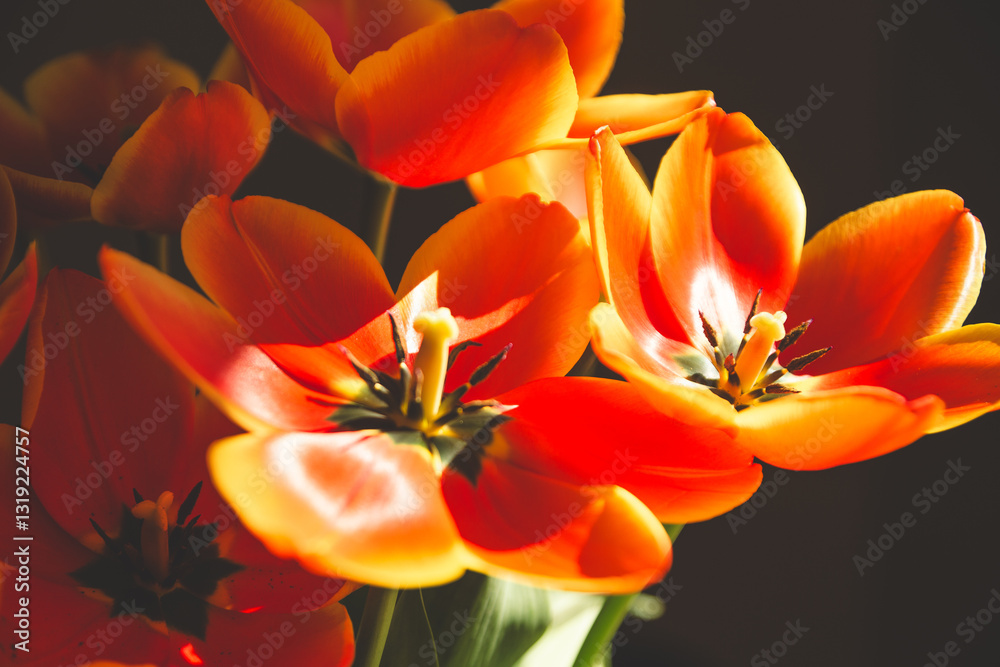 Naklejka premium Red tulips on a dark background. Shallow depth of field.