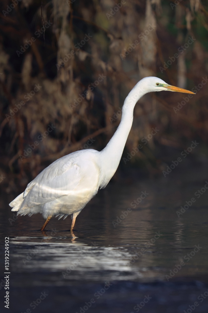 Obraz premium bianco