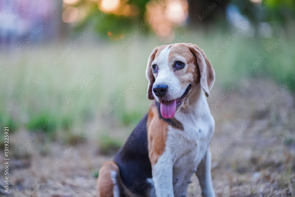 Adorable Beagle Dog Relaxing Outdoors During Golden Hour Adorable Beagle Dog Relaxing Outdoors During Golden Hour