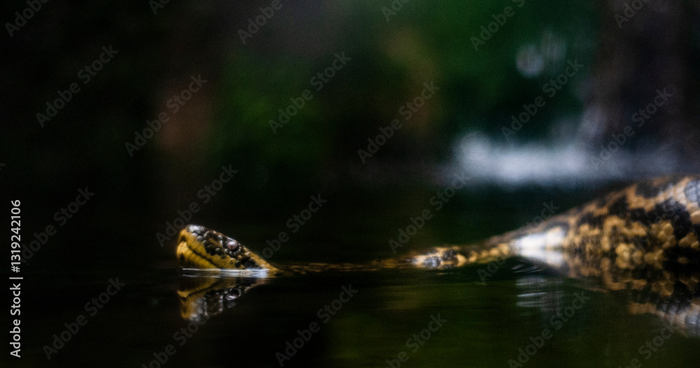 Fototapeta premium Snake in the water