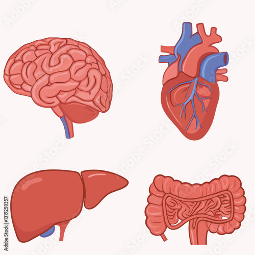illustration of body organs vector