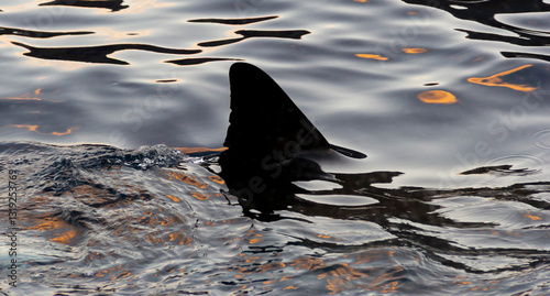 Canvas-taulu Great White Shark Dorsal Fin