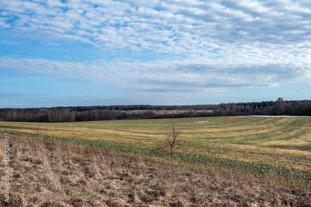 Obraz premium Aerial sunny spring landscape with large field, far forest under blue sky with white clouds. Natural spring background.