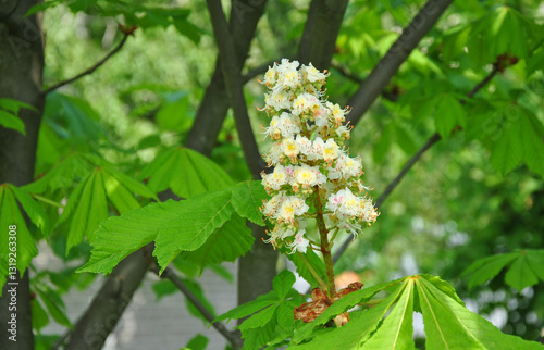 chestnut blossom close-up. selective focus