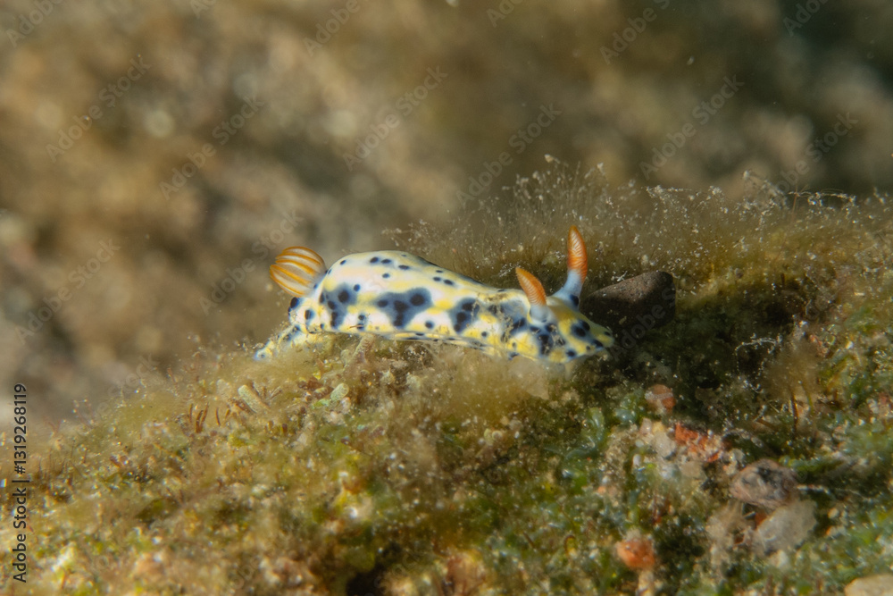 Nudibranch Sea Slug in the Red Sea Colorful and beautiful, Eilat Israel
Nudibranch Sea Slug in the Red Sea Colorful and beautiful, Eilat Israel