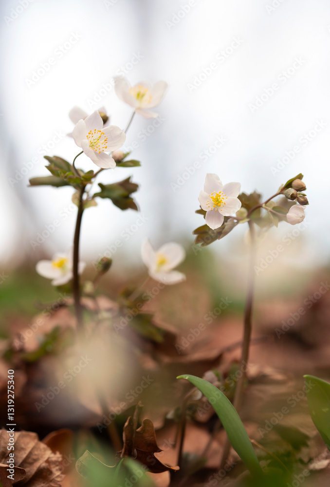 Kwiaty Zdrojówki rutewkowatej w lesie. ( Isopyrum thalictroides )