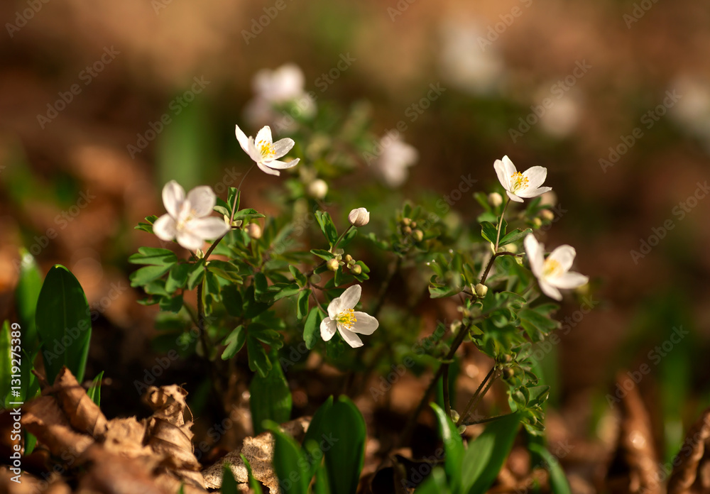 Kwiaty Zdrojówki rutewkowatej w lesie. ( Isopyrum thalictroides )