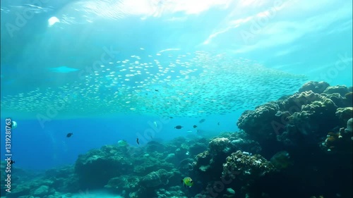Wallpaper Mural Underwater Serenity: A Stunning Coral Reef Ecosystem with Abundant Marine Life and Clear Waters Torontodigital.ca