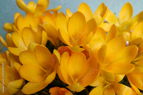 Blooming Yellow Crocuses