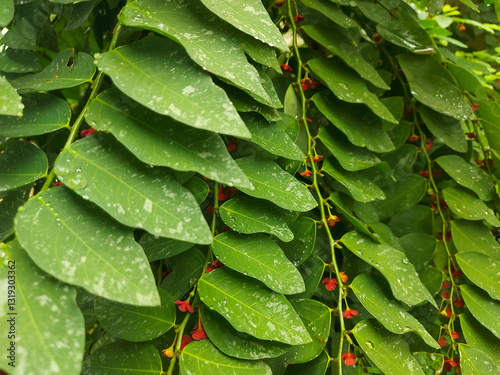 Katuk leaves (Sauropus androgynus) are a type of plant that is widely found in Southeast Asia. Katuk leaves have the property of facilitating the flow of breast milk (ASI). photo