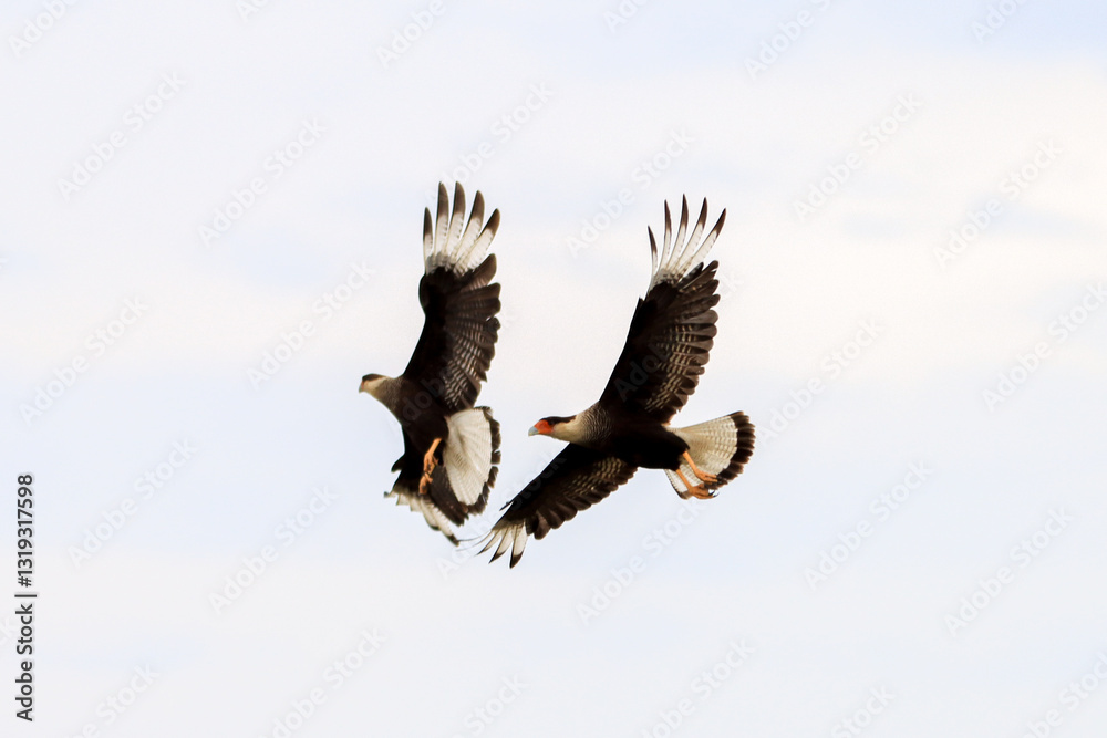 Obraz premium Carancho flying