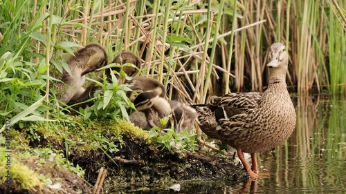 A serene scene with a mother duck (*Anas platyrhynchos*) and ducklings by a pond. They nestle among green foliage and reeds, reflecting the tranquil wetland habitat.