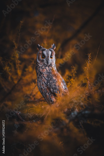 Long-eared owl (Asio otus) sitting on tree by sunset. Beautiful owl with orange eyes portrait. Orange tree background. Long-eared owl in autumn forest.