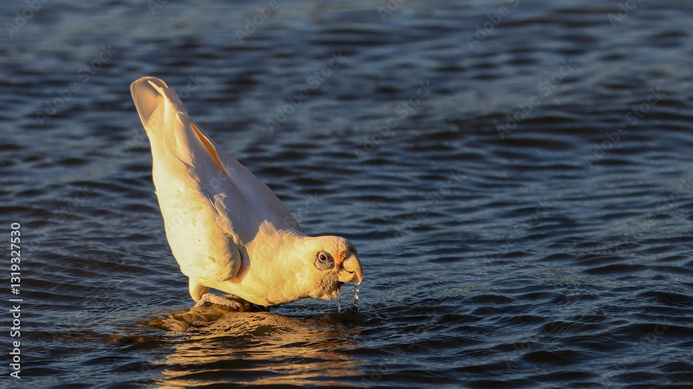 Fototapeta premium Cockatoo in sunset