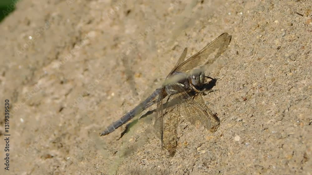 A Dragonfly stretched out on a anthill on a hot sunny day in South Africa whilst hunting for insects to eat A Dragonfly stretched out on a anthill on a hot sunny day in South Africa whilst hunting for insects to eat