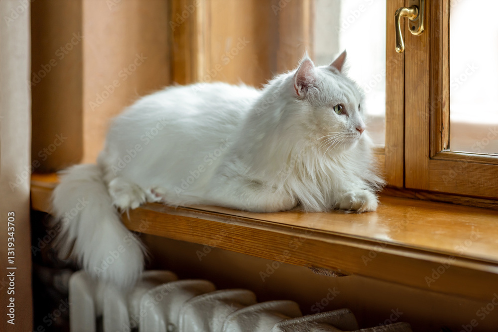 Obraz premium White angora cat on window sill by window.