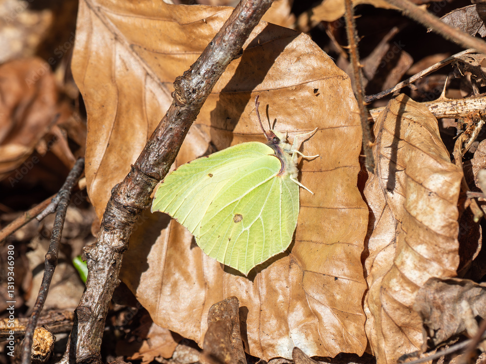 Brimstone Butterfly Resting in Leaf Litter