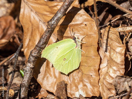Obraz na płótnie Brimstone Butterfly Resting in Leaf Litter w salonie