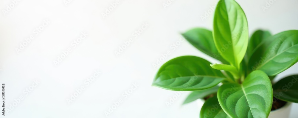 Fototapeta premium Vibrant green foliage, healthy houseplant, crisp white background , lush, white background
