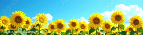 Vibrant yellow sunflowers, bright blue sky backdrop, sky, meadow, floral background