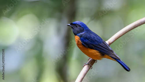 Beautiful birds in nature Niltava sundara. photo