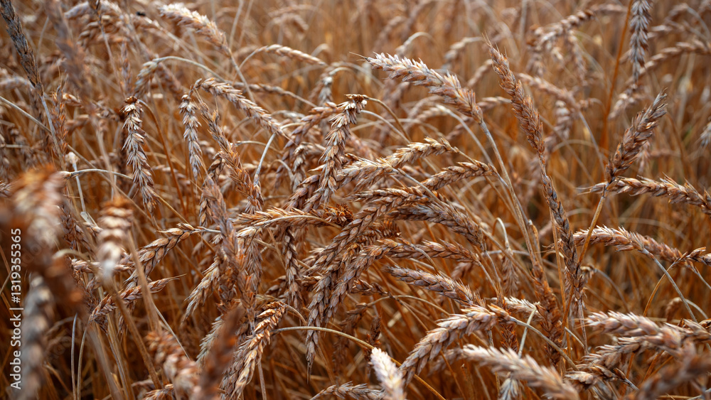 Fototapeta premium The concept of a rich harvest. Wheat field with ears of golden wheat. agricultural field. Ripe ears rural nature scenery background. close up, selective focus