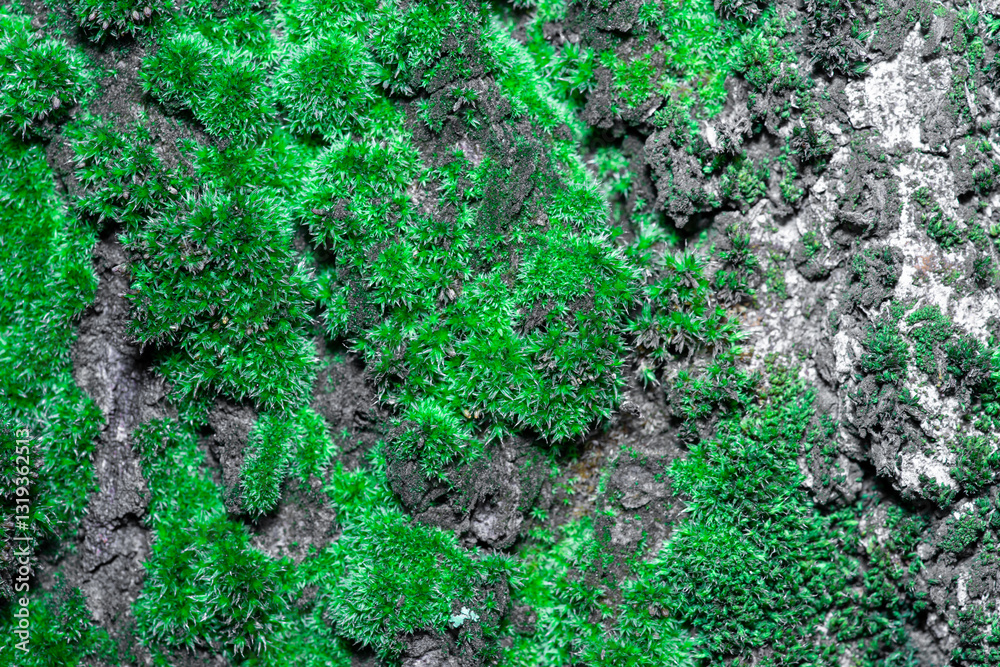 Obraz premium tło ze starego drzewa z kory drzewa