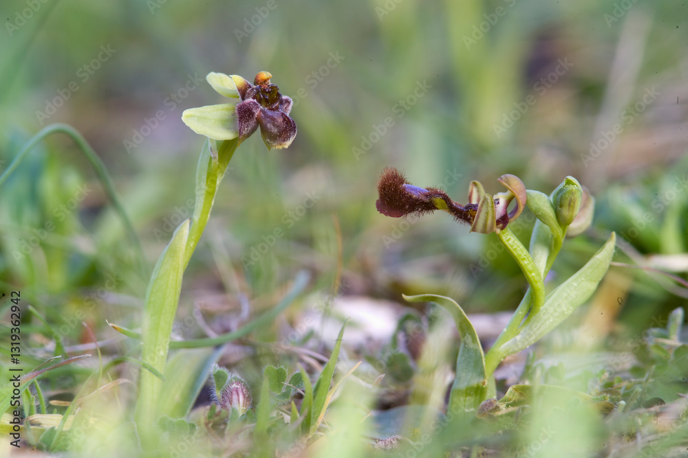 Mirror orchid. Ophrys speculum or Ophrys ciliata and Bumblebee Orchid (Ophrys bombyliflora) Sardinia, Italy. Mirror orchid. Ophrys speculum or Ophrys ciliata and Bumblebee Orchid (Ophrys bombyliflora) Sardinia, Italy.