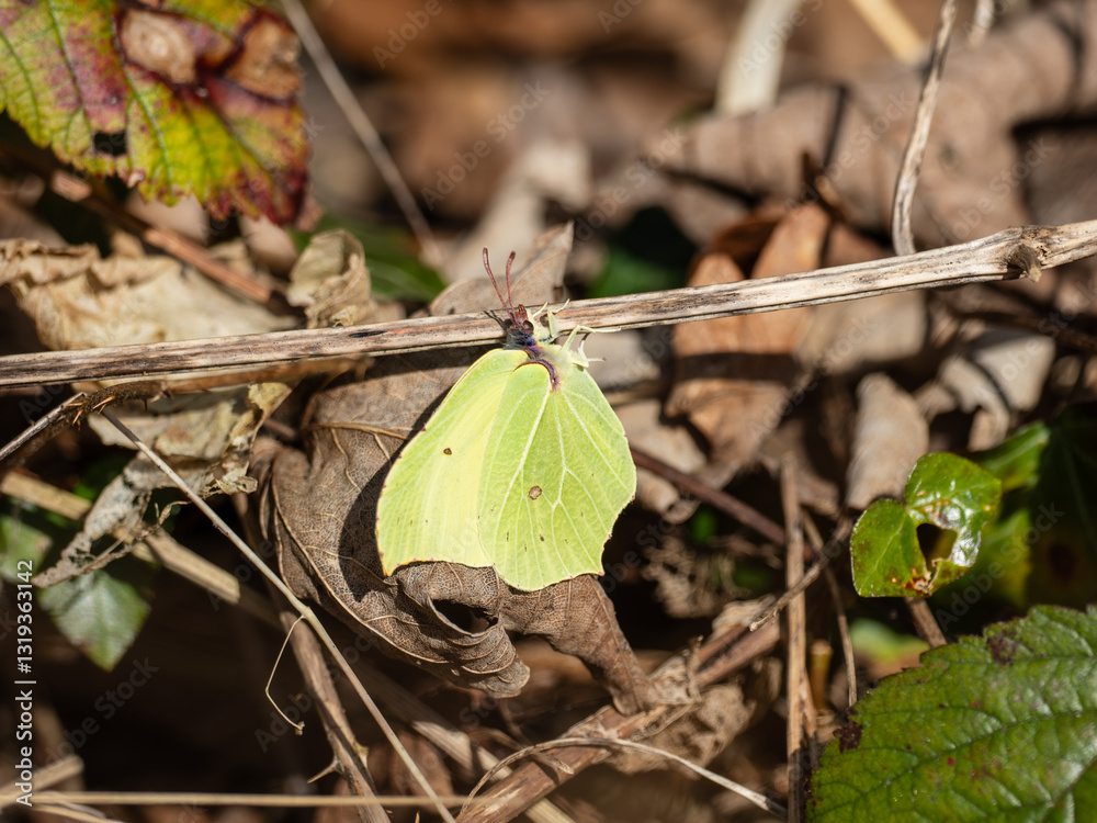 Brimstone Butterfly Resting in Leaf Litter