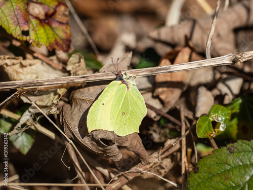 Obraz na płótnie Brimstone Butterfly Resting in Leaf Litter w salonie