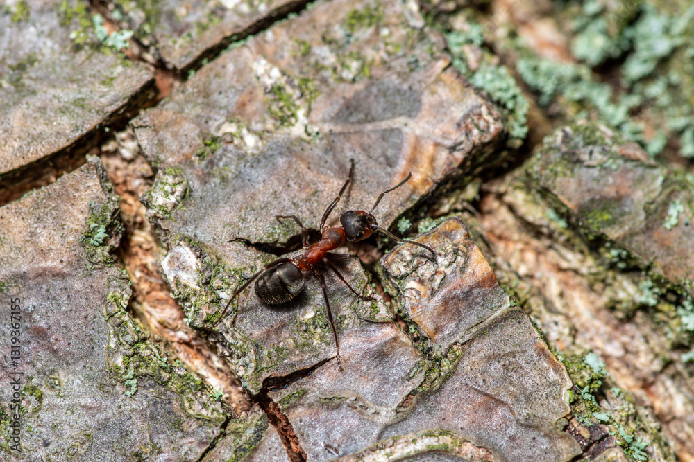 Fototapeta premium wielka czarna mrówka na korze drzewa