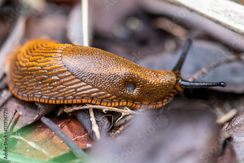 Ślinik luzytański gatunek lądowego, nagiego ślimaka trzonkoocznego z rodziny ślinikowatych (Arionidae)