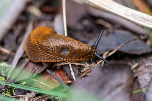 Ślinik luzytański gatunek lądowego, nagiego ślimaka trzonkoocznego z rodziny ślinikowatych (Arionidae)