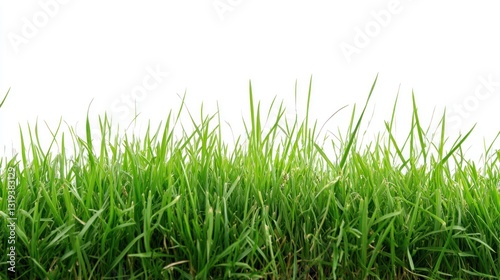 Fresh green grass, close up, isolated background, nature, ideal for background, design, nature photography, illustration