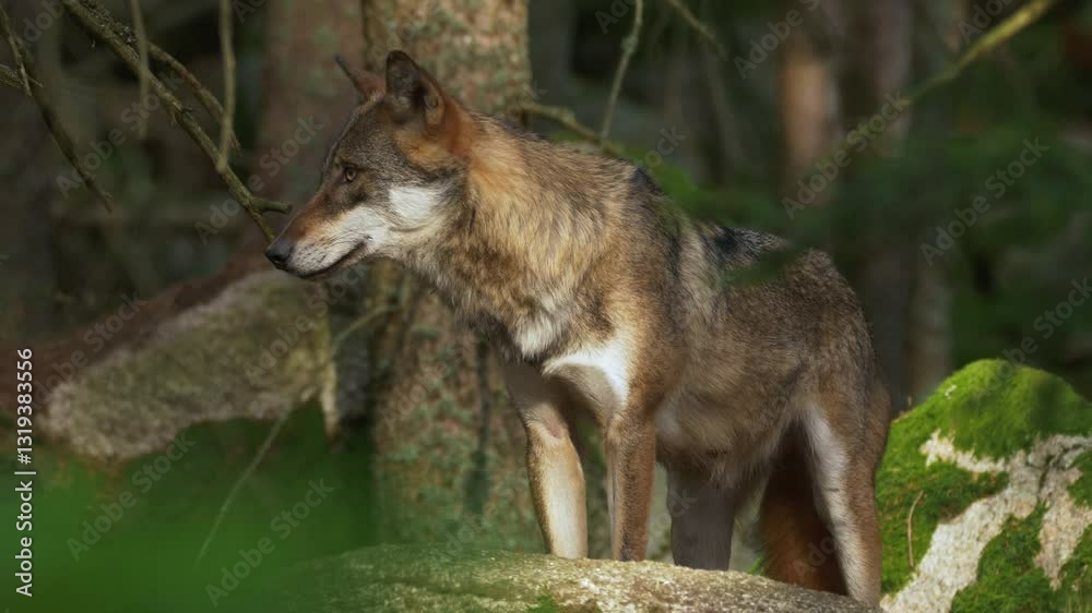 Majestic Gray Wolf Howling in the Wild | 4K UHD Cinematic Stock Footage Majestic Gray Wolf Howling in the Wild | 4K UHD Cinematic Stock Footage